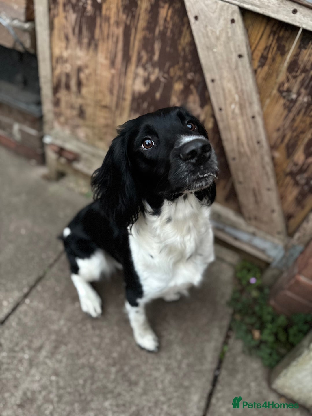 English Springer Spaniel dogs for stud: Proven English Springer Spaniel for STUD - Advert 2