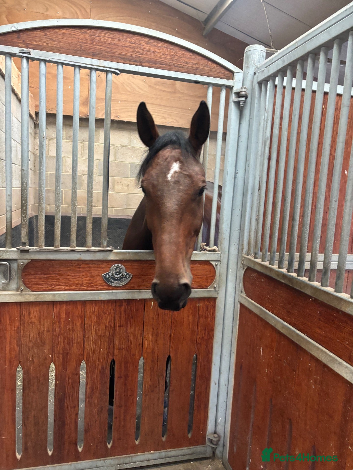 Belgian Warmblood horses Gentle Giant - Advert 2
