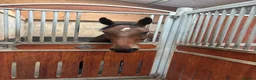 Belgian Warmblood horses for sale: Gentle Giant - Advert 2