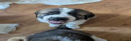 Saint Bernard dogs for sale: Saint Bernards KC registered, Hip and Elbow scored - Advert 3