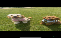 Maltipoo dogs for stud: Toy Red Maltipoo For Stud - Image 4