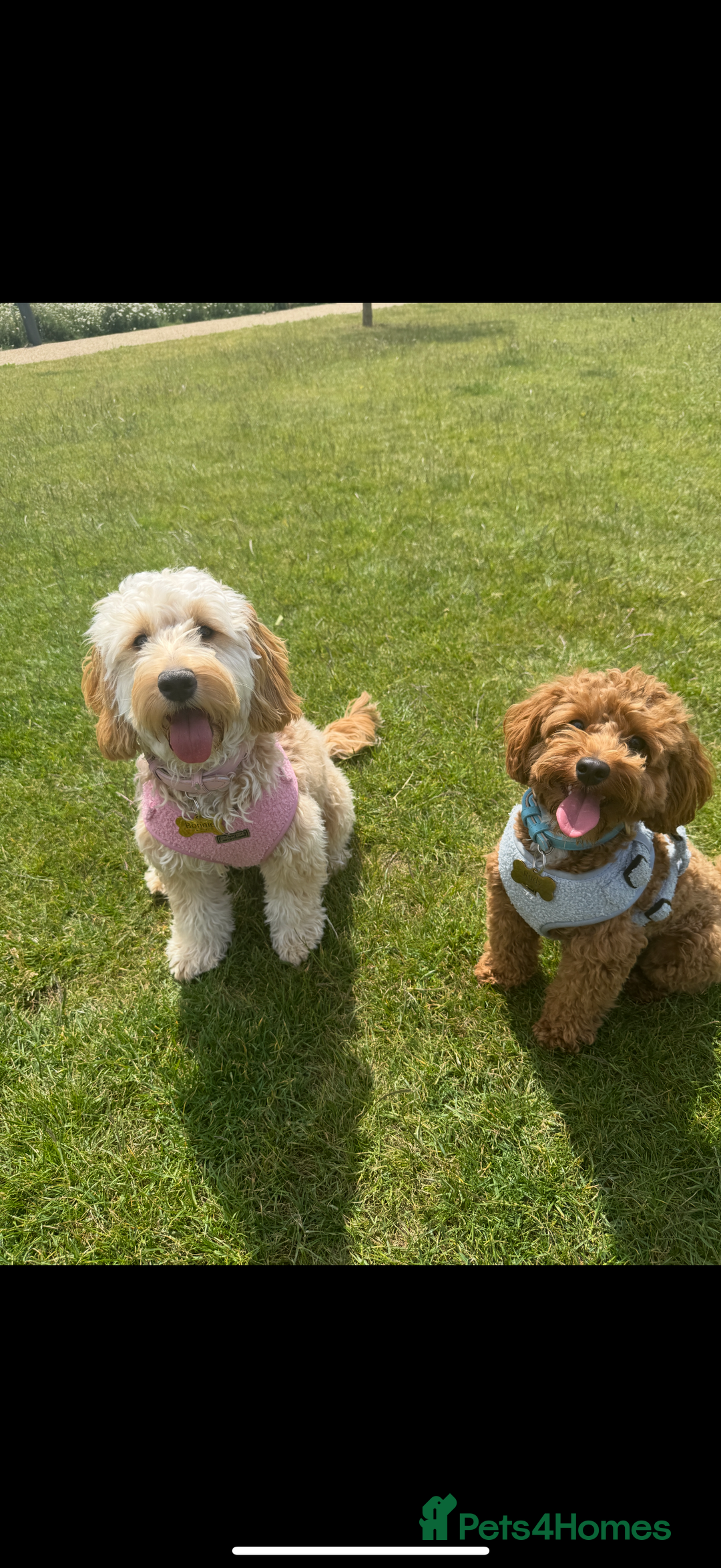 Maltipoo dogs for stud: Toy Red Maltipoo For Stud - Image 4