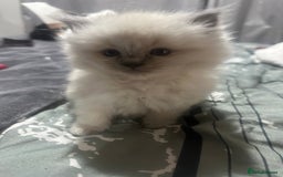 Ragdoll cats for sale: 5 beautiful fluffy blue eye ragdoll kitten  - Image 13