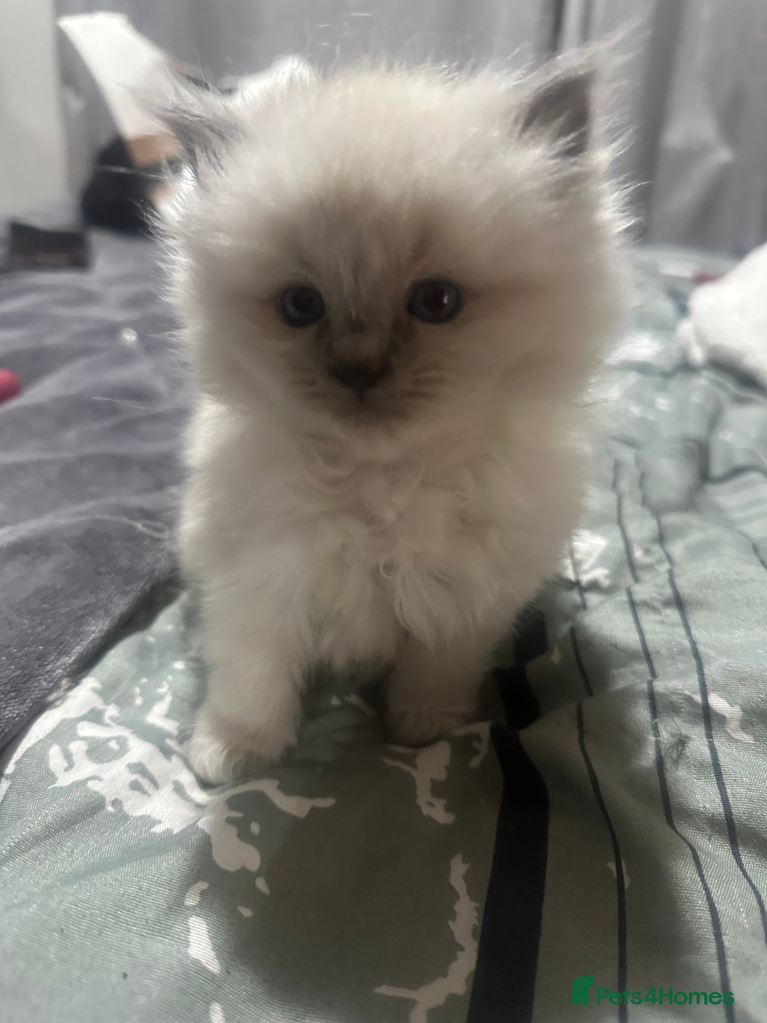 Ragdoll cats for sale: 5 beautiful fluffy blue eye ragdoll kitten  - Image 13