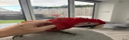 Parrots birds for sale: Greenwing Macaw - Advert 12