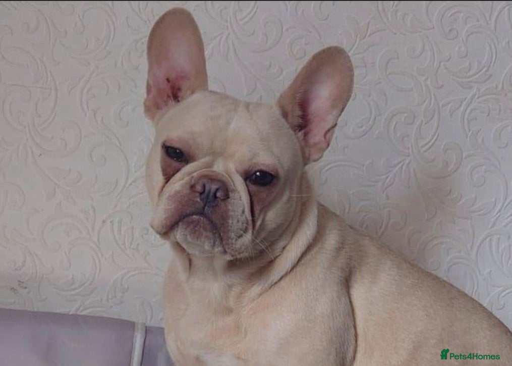 French Bulldog dogs Platinum Male Frenchie  - Advert 16