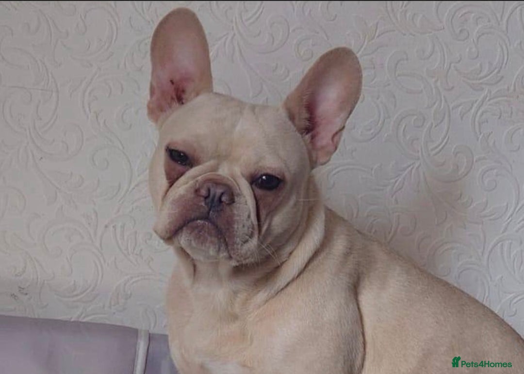French Bulldog dogs for sale: Platinum Male Frenchie  - Advert 1