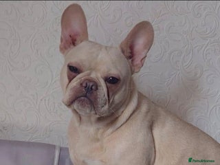 French Bulldog dogs Platinum Male Frenchie - Advert 1