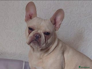French Bulldog dogs Platinum Male Frenchie - Advert 9