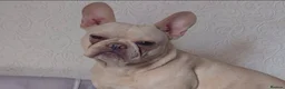 French Bulldog dogs for sale: Platinum Male Frenchie  - Advert 1