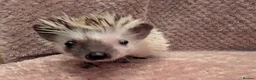Pygmy Hedgehog rodents for sale: Little boy hedgehog  - Advert 5