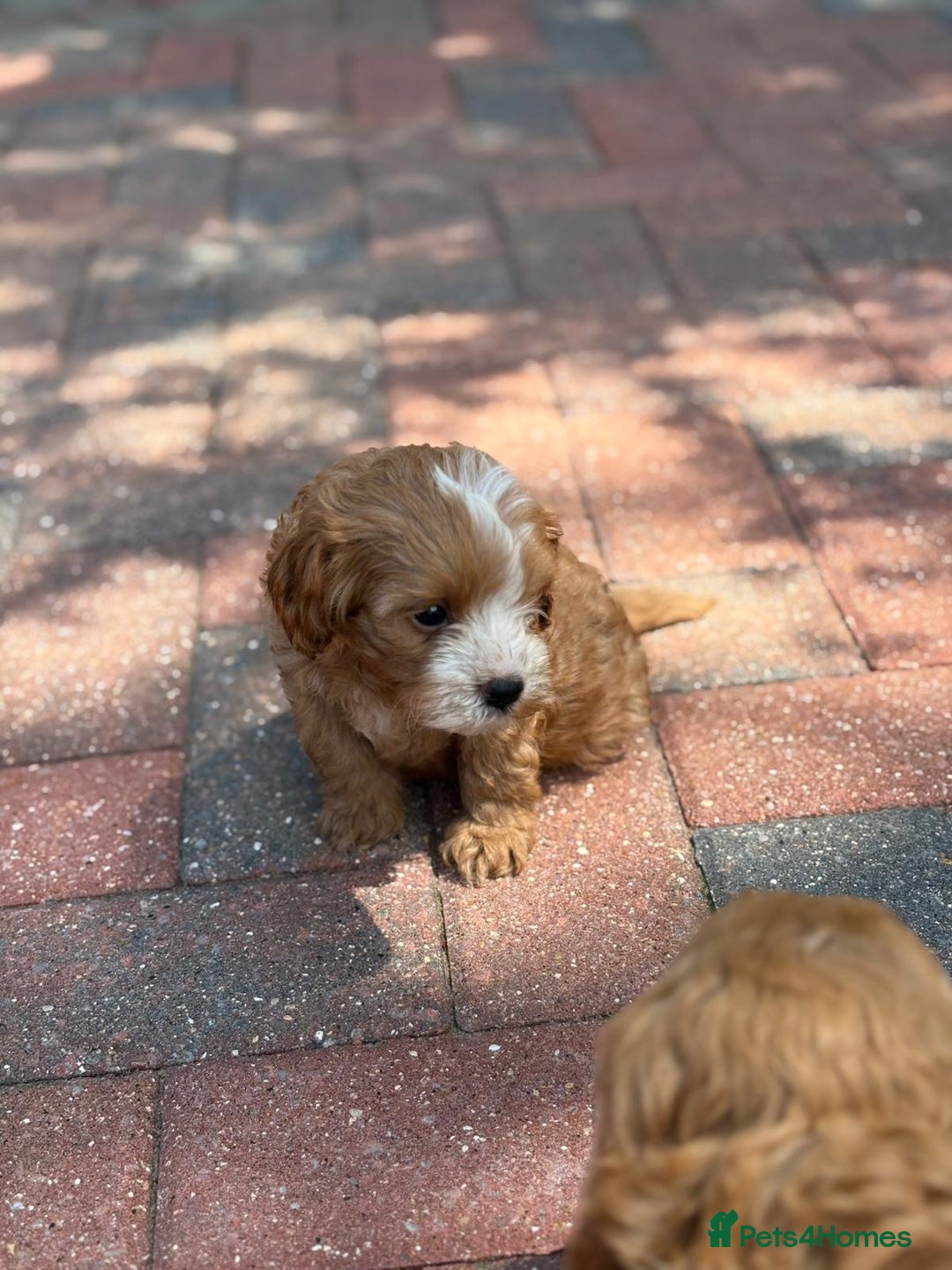 Cavapoo dogs for sale: F1B cavapoo puppies - Image 4