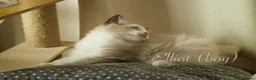 Ragdoll cats for sale: TICA championship Ragdoll Kittens  in London - Advert 20