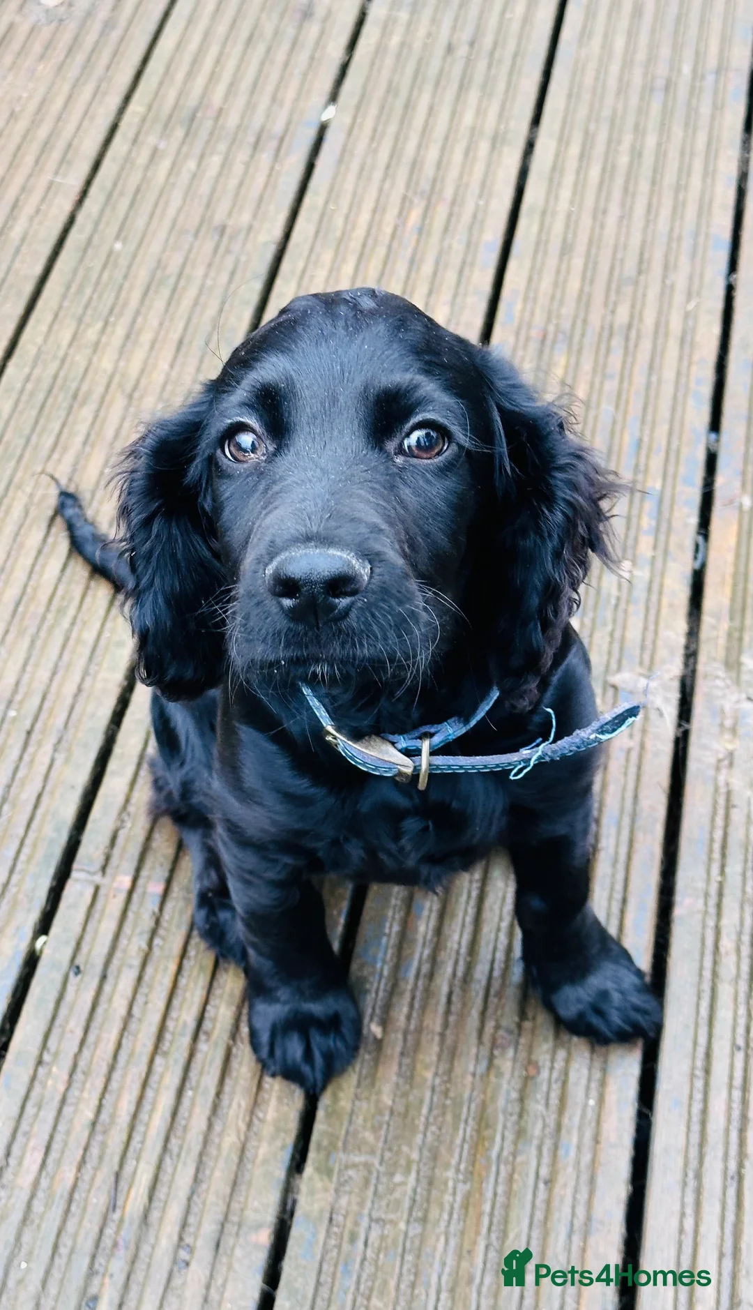 Sprocker dogs for sale: Special Little Boy Looking for His Forever Home 🐾 in Wisbech - Advert 3