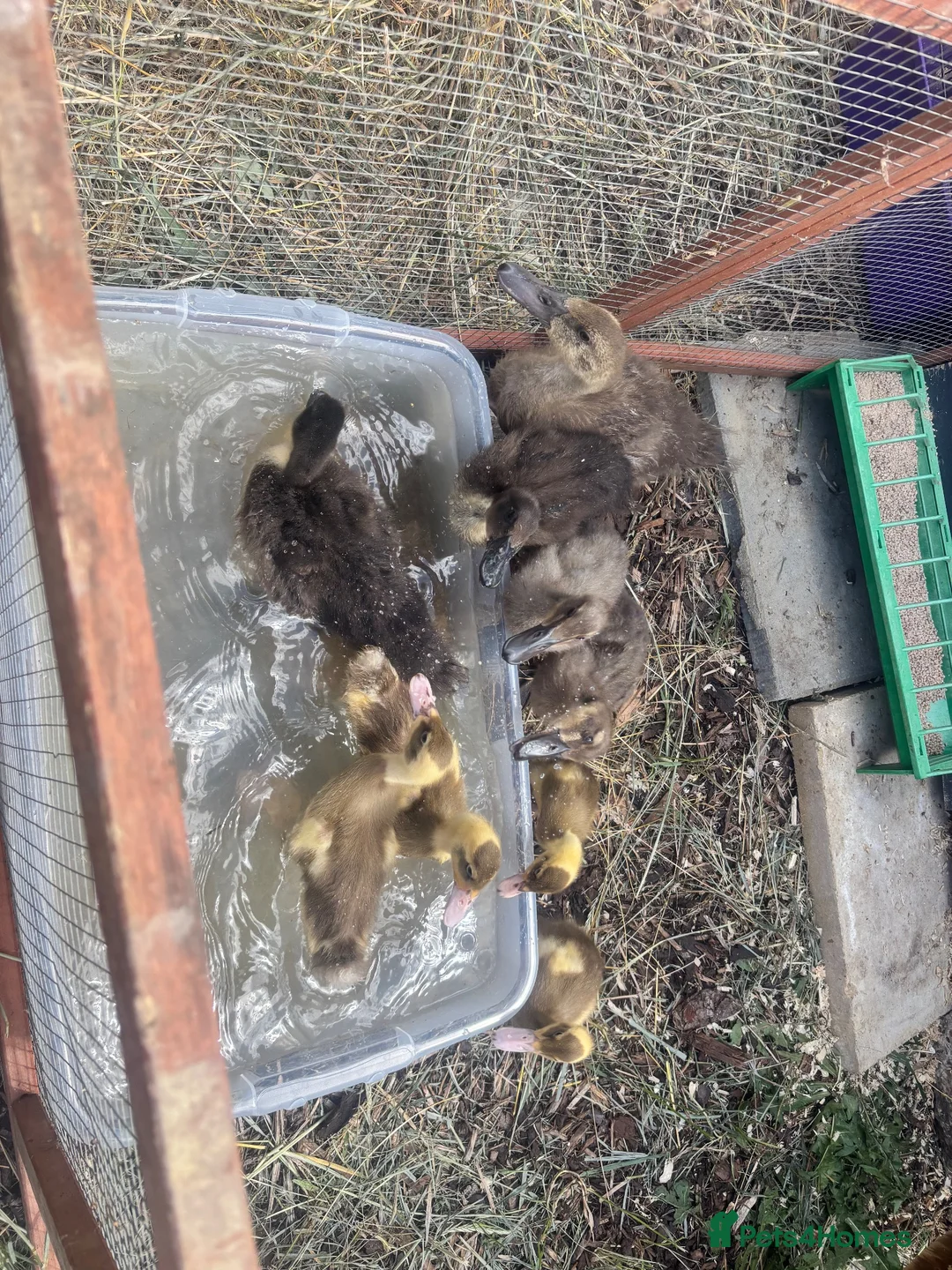 Ducks poultry for sale: 2indian runners 4khaki  in Tunbridge Wells - Advert 2
