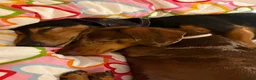 Miniature Dachshund dogs for sale: Beautiful Fully health check mini Dachshund pups - Advert 23