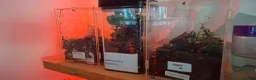 Tarantulas invertebrates for sale: Large Exotic Spider & Reptile Collection – - Advert 5