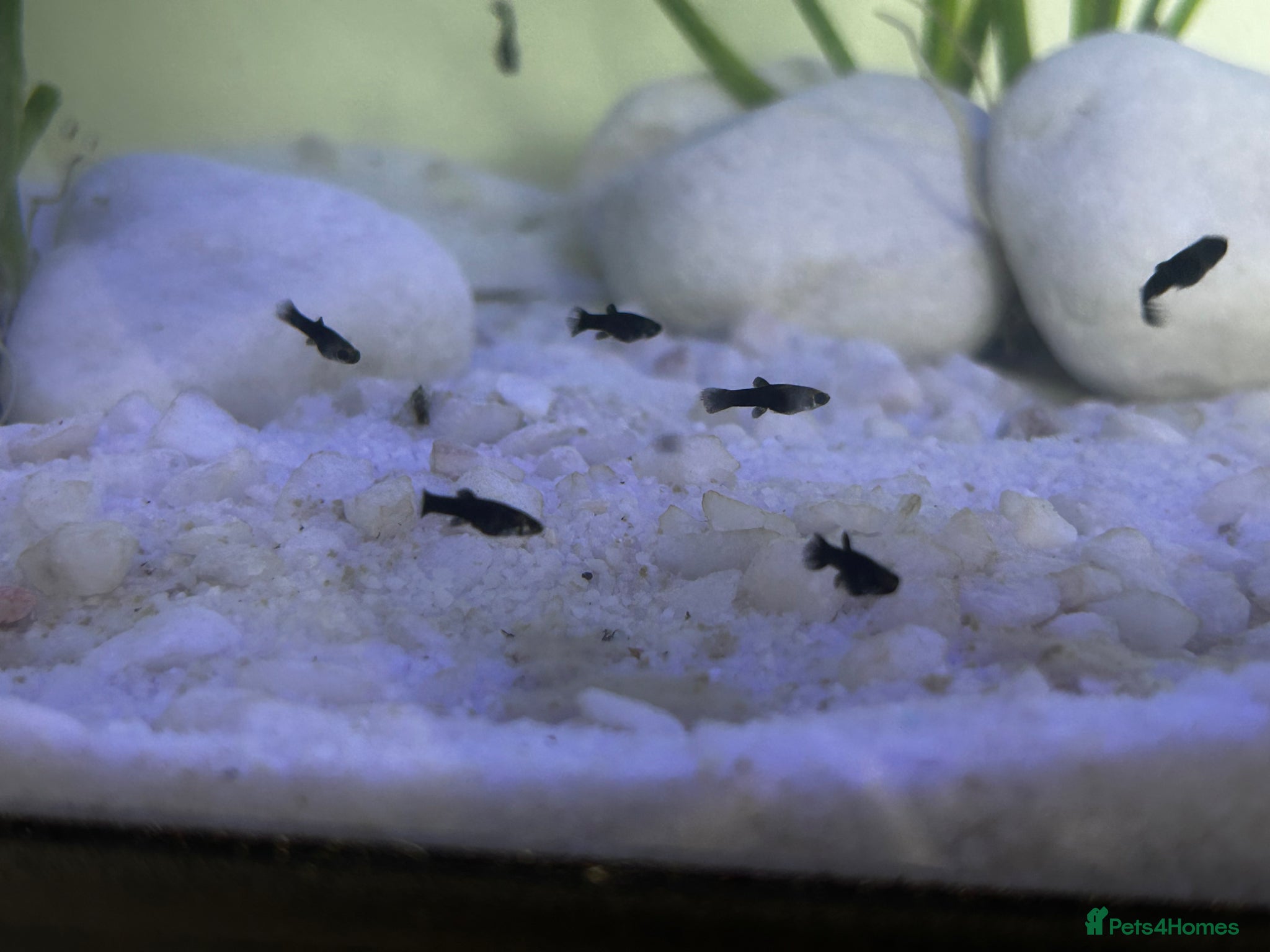 Mollies fish Baby Mollie Fish - Advert 7