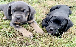 Cane Corso dogs for sale: Beautiful cane Corso puppies  - Image 30