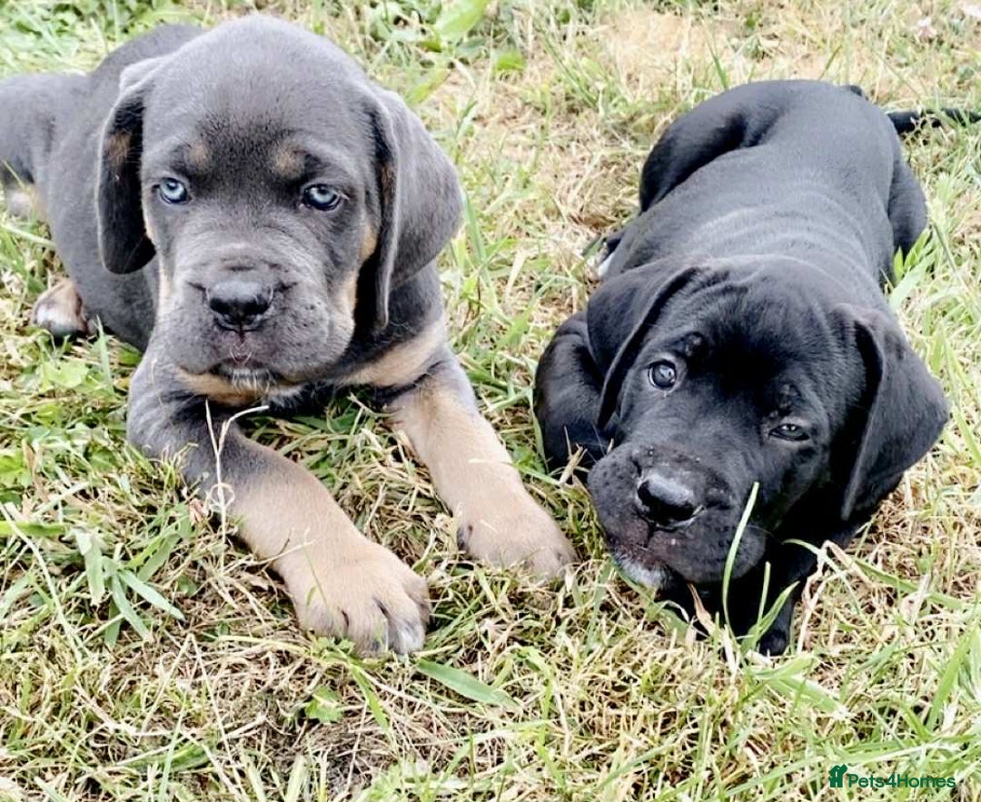 Cane Corso dogs for sale: Beautiful cane Corso puppies  - Image 30