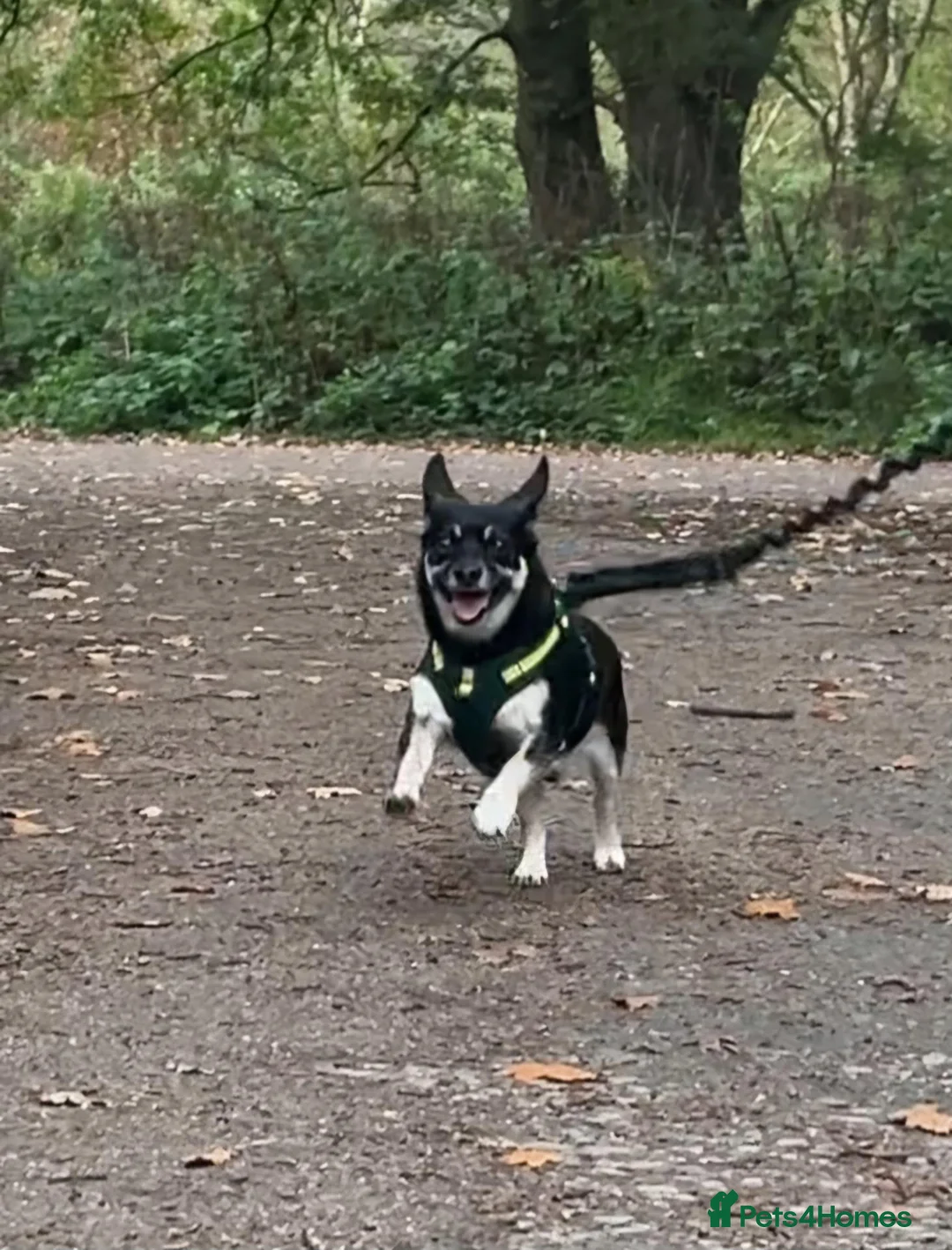 Mixed Breed dogs for adoption: Gorgeous Little Boy For Adoption  - Advert 2