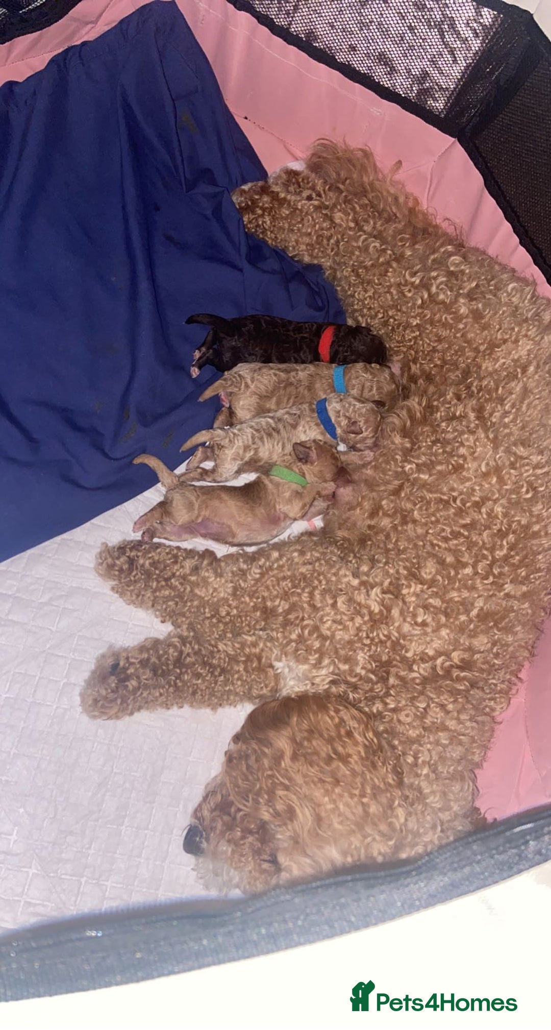 Miniature Poodle dogs for stud: Proven🏆, miniature poodle - Image 6