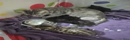 Mixed Breed cats for sale: Beautiful tabby kittens - Advert 5