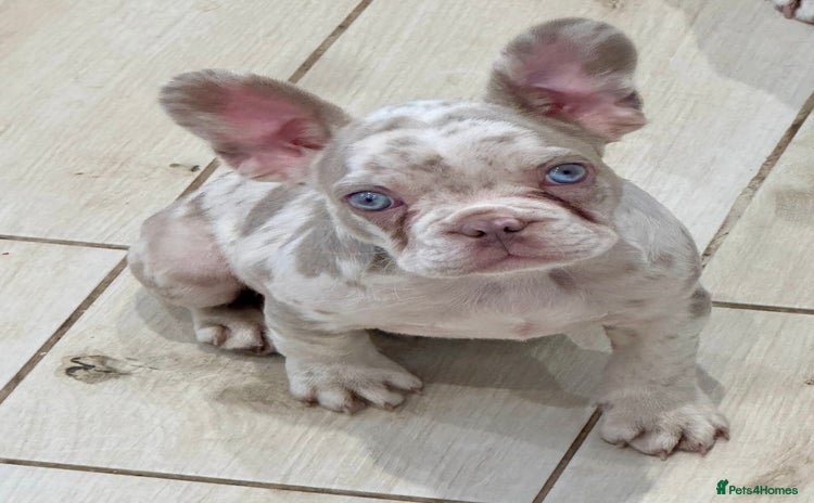 French Bulldog dogs - Advert 1