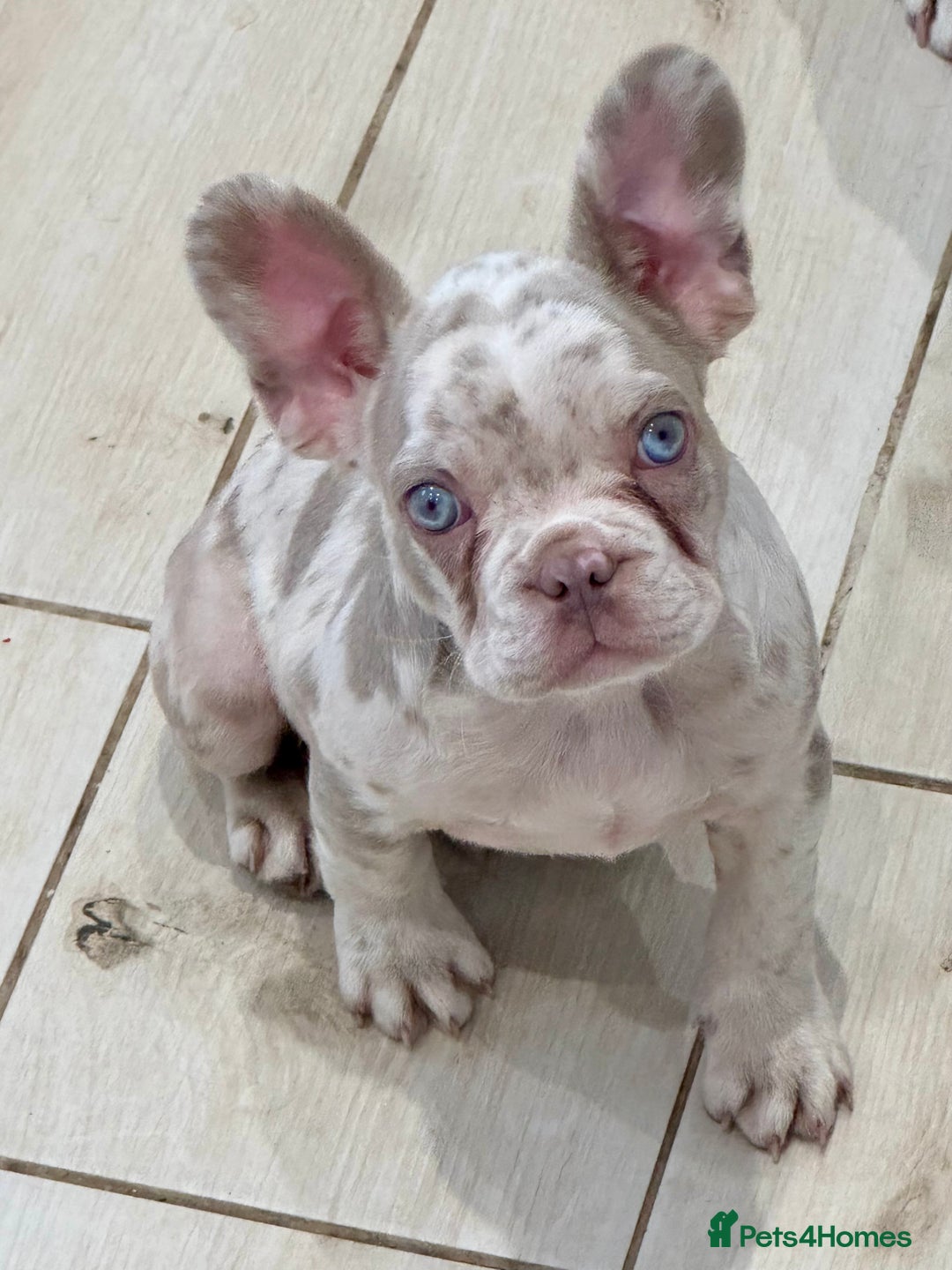 French Bulldog dogs for sale: Ready now! Last male available!  - Image 1