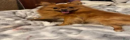 Pomeranian dogs for sale: Cream shaded Pomeranian pups - Advert 5
