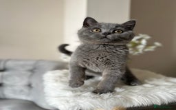 British Shorthair cats for sale: Blue British Shorthair registered Full Pedigree  - Image 7