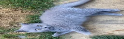 British Shorthair cats for sale: Champion 🏆 pedigree British shorthair kittens  - Advert 10