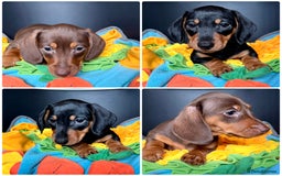Miniature Dachshund dogs for sale: Mini Dachshund puppies, PRA clear, health tested - Image 1