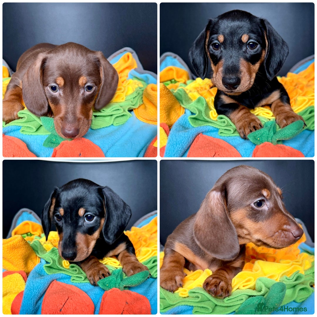 Miniature Dachshund dogs for sale: Mini Dachshund puppies, PRA clear, health tested - Image 1