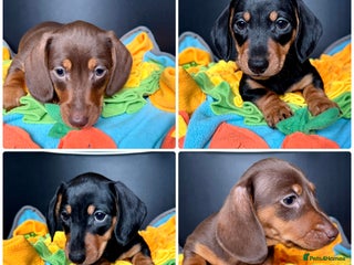Miniature Dachshund dogs - Advert 36