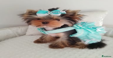 Yorkshire Terrier dogs 🩷Gorgeous yorkie girl available 🩷 - Advert 3