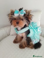 Yorkshire Terrier dogs 🩷Gorgeous yorkie girl available 🩷 - Advert 3