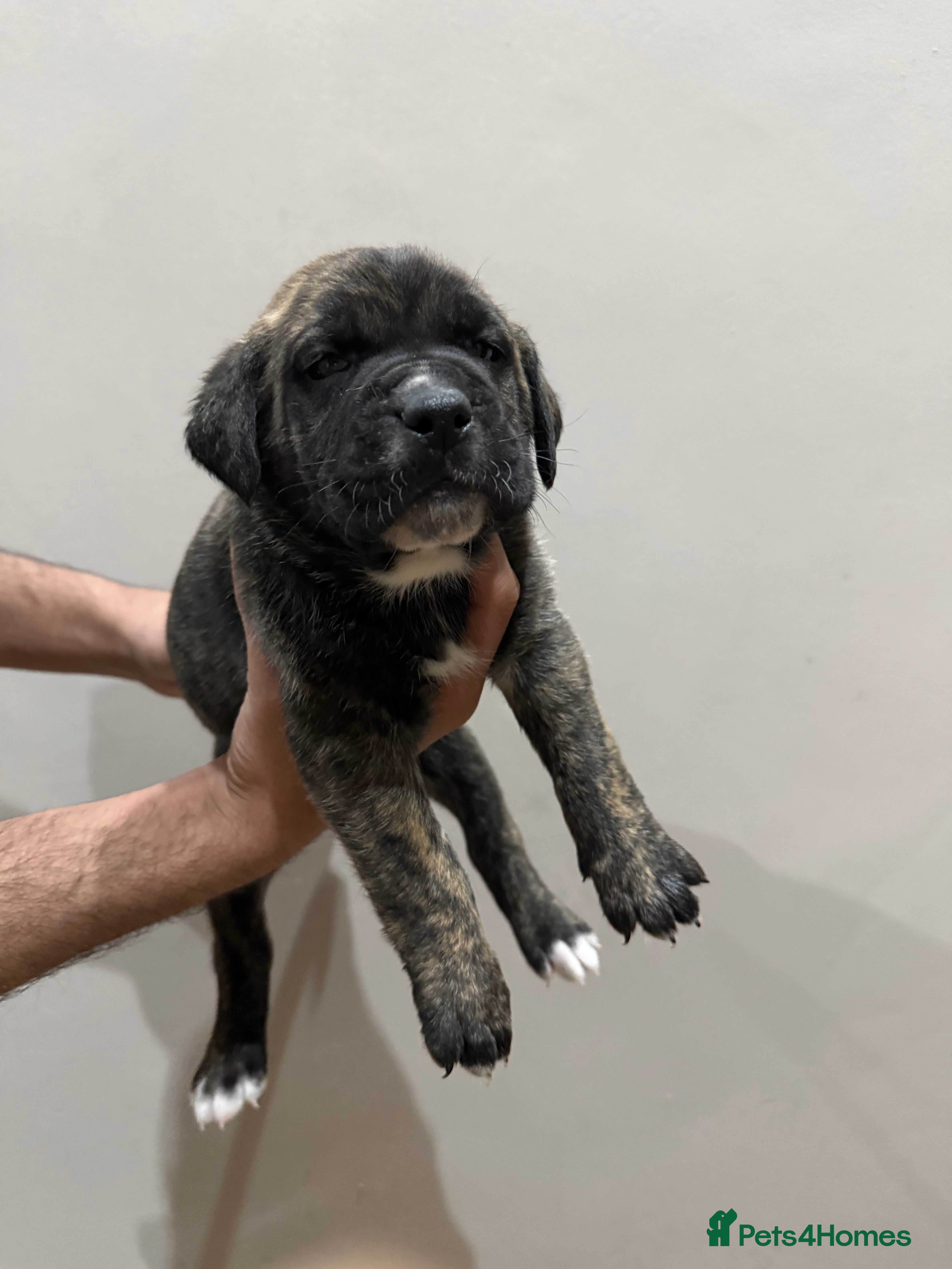 Presa Canario dogs Price reduced pure presa Canario pups for sale  - Advert 1