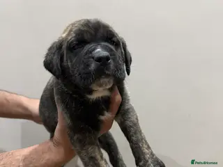 Presa Canario dogs Price reduced pure presa Canario pups for sale - Advert 1