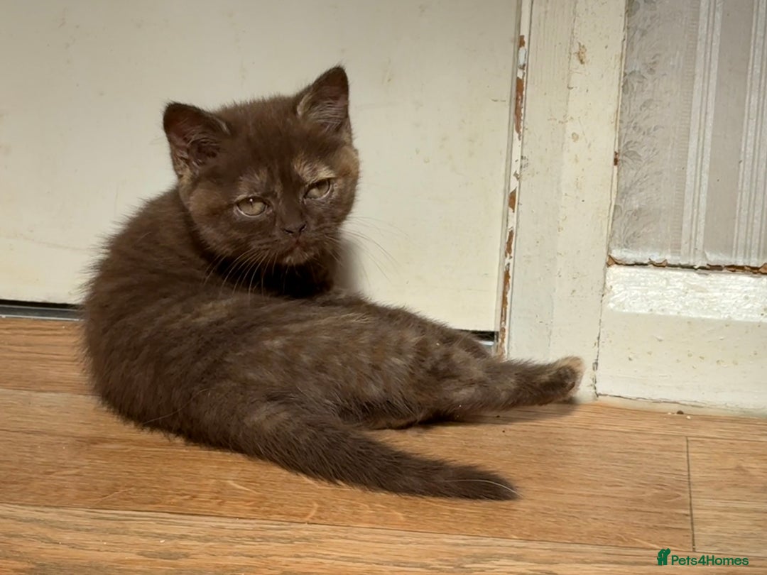 British Shorthair cats for sale: Chocolate Tortie  - Image 1