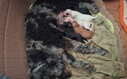 Cavapoo dogs for sale: One beautiful boy left - Image 4
