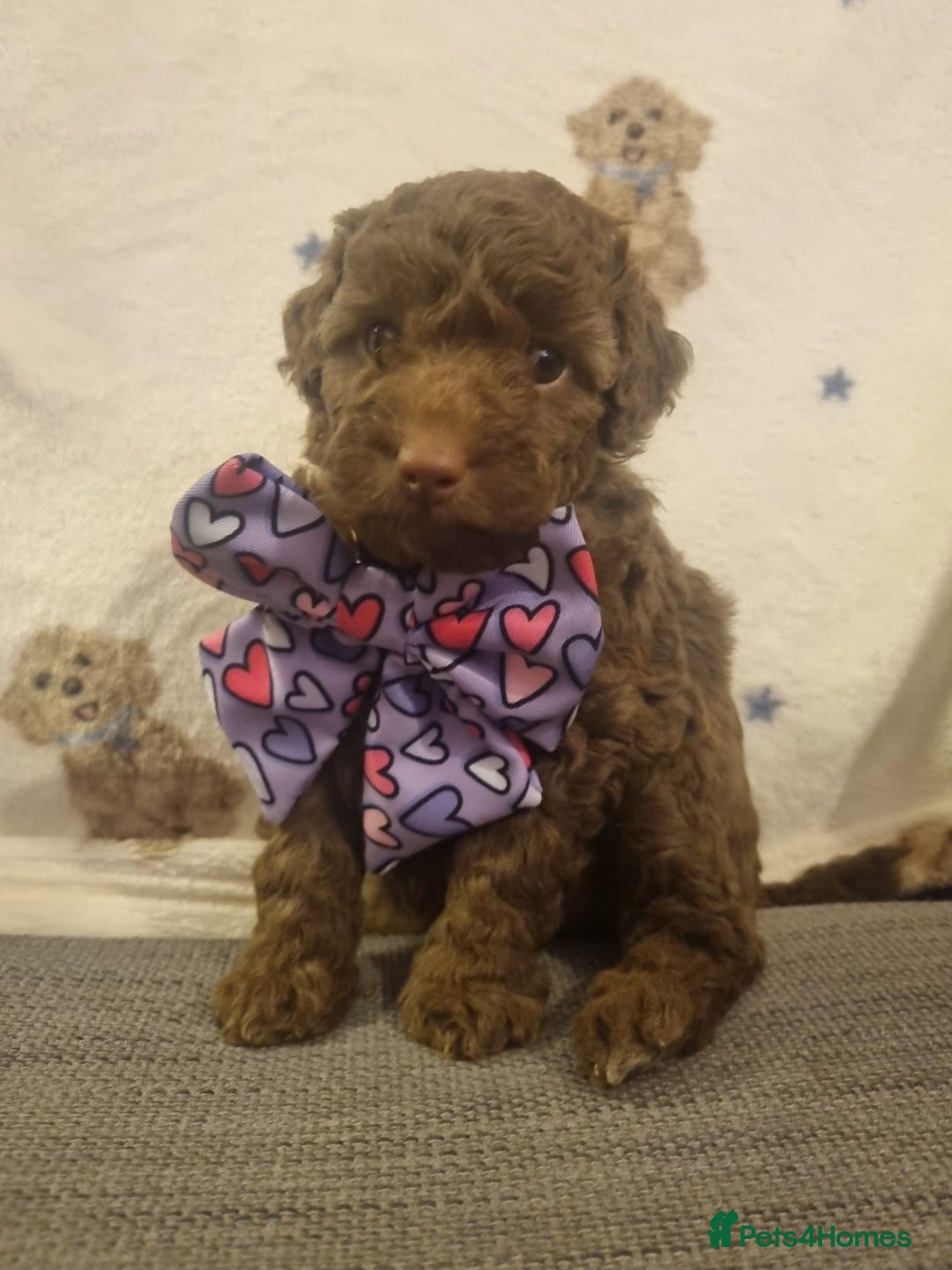 Cockapoo dogs for sale: Health tested F1b Toy / miniature cockapoo puppies - Advert 1