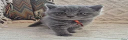 British Shorthair cats for sale: Pure British Shorthair kittens - Advert 14