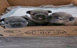 French Bulldog dogs for sale: Beautiful French Bulldog Puppies 2xF - fluffy, 1xM - Advert 11