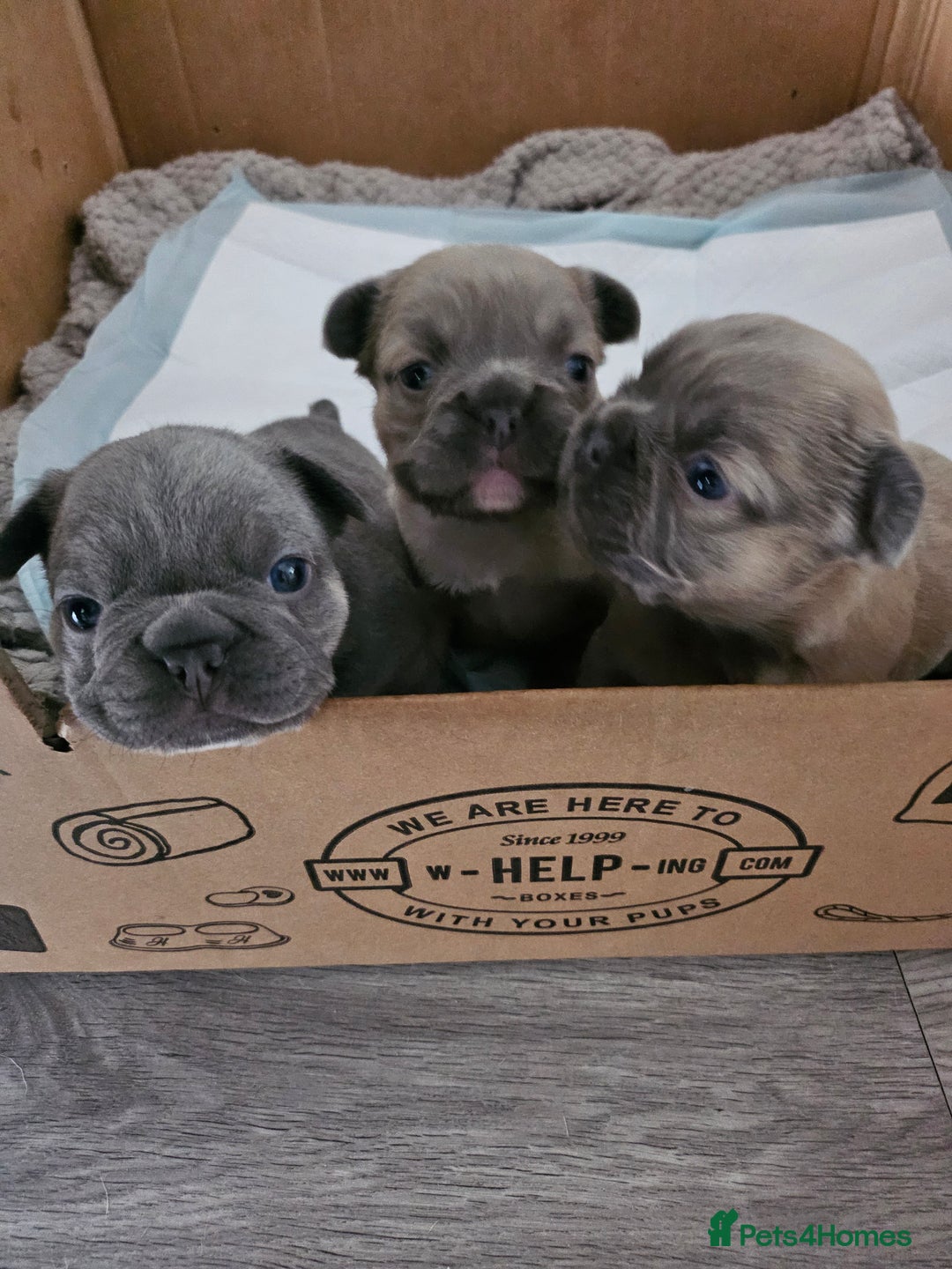 French Bulldog dogs for sale: Beautiful French Bulldog Puppies 2xF - fluffy, 1xM - Advert 11