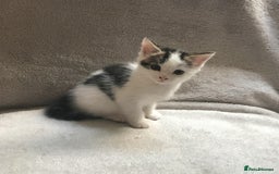 Mixed Breed cats for sale: Bring Home a Bundle of Joy Kittens Ready Oct. 2nd! - Image 25