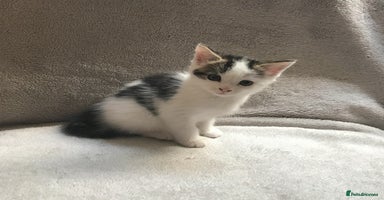 Mixed Breed cats - Advert 7