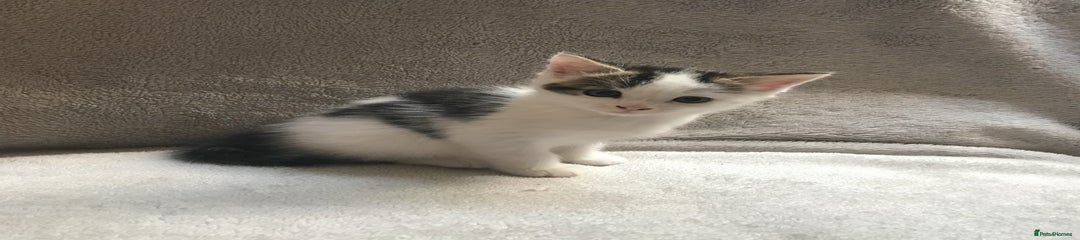 Mixed Breed Kitten 4 - Male