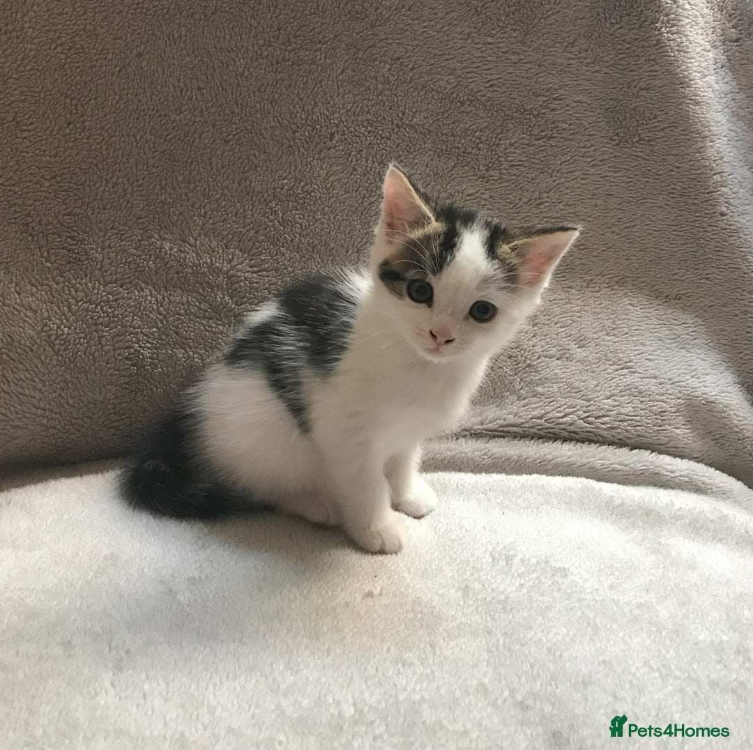 Mixed Breed cats for sale: Bring Home a Bundle of Joy Kittens Ready Oct. 2nd! - Image 25
