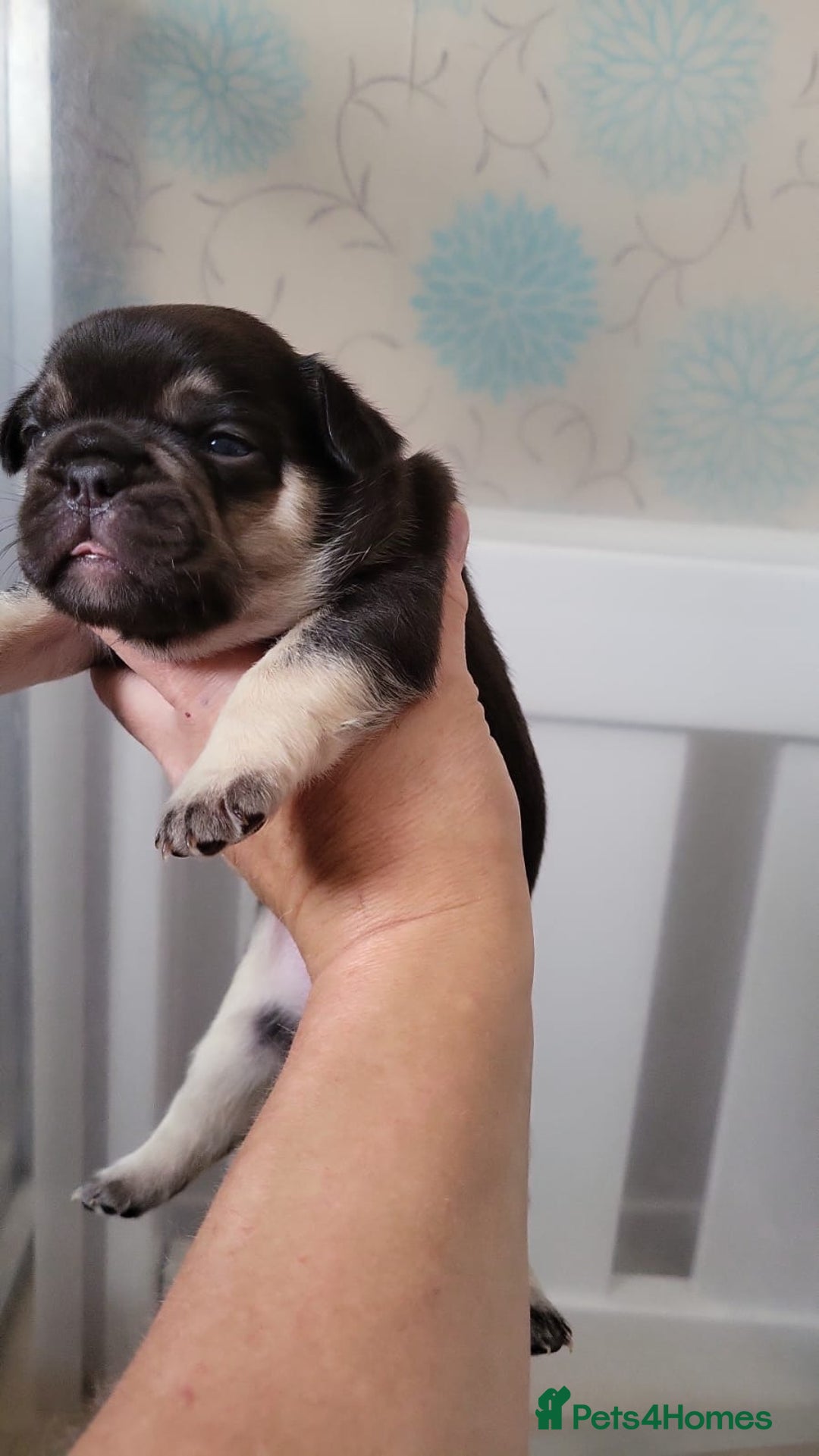 French Bulldog dogs for sale: Frenchie Pups - Image 5